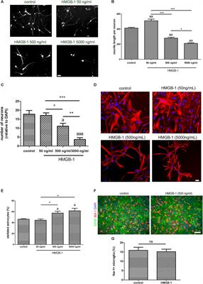 Detrimental Effects of HMGB-1 Require Microglial-Astroglial Interaction: Implications for the Status Epilepticus -Induced Neuroinflammation